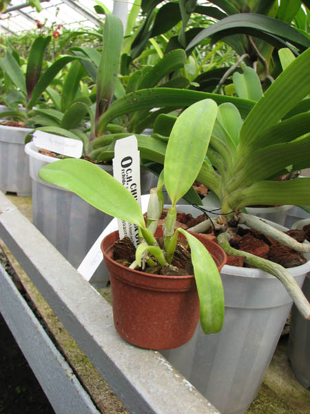 Cattleya White Bridal 'Yuki' (Angelwalker x Candy Tuft).jpg
