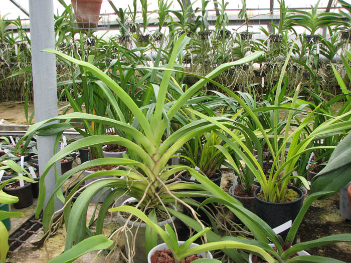 Angraecum eburneum.jpg