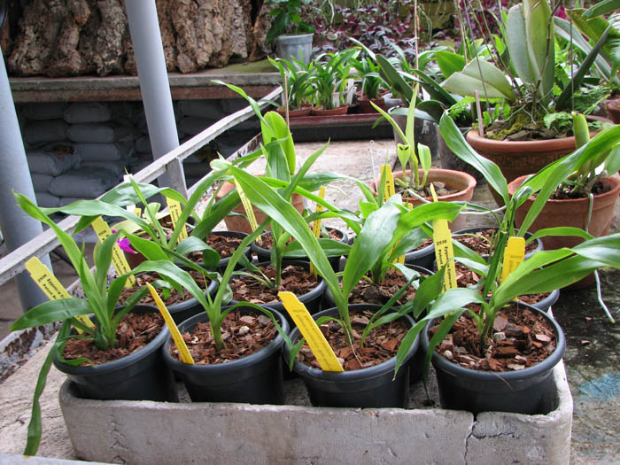 Zygonisia Cynosure 'Blue Water Sailing'.jpg