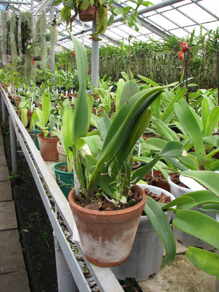 Brassolaeliocattleya Sanyung Ruby 'Shin Mei' (Waianae Coast x Chia Lin).jpg