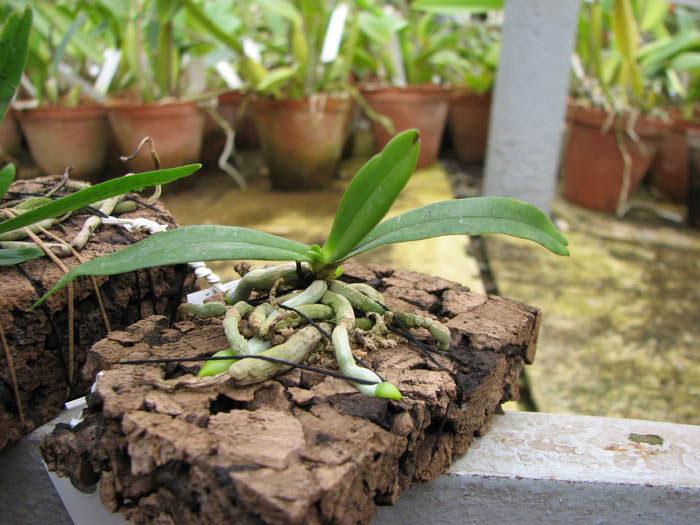 Aerangis rhodosticta.jpg