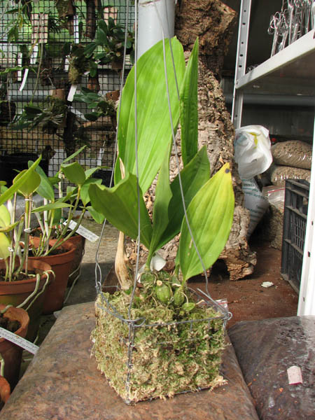 Stanhopea lietzei.jpg