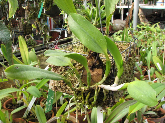 Laelia dayana coerulea 'Chojamaru' x SELF.jpg