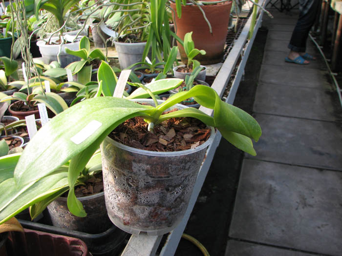 Phalaenopsis amboinensis 'Nicole'.jpg