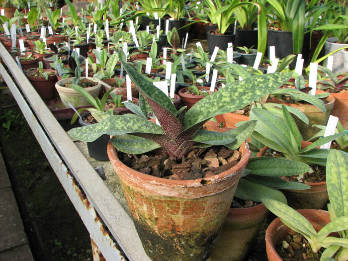 Paphiopedilum Maelstrom (Armeniwhite X jackii).jpg