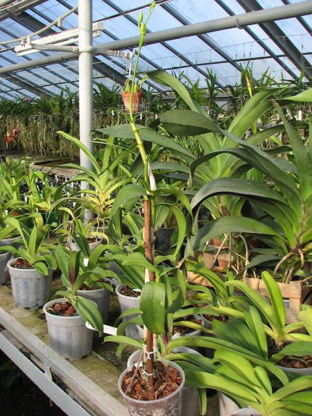 Dendrobium Supanburi White x Doreen.jpg