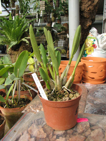 Laelia briegeri.jpg
