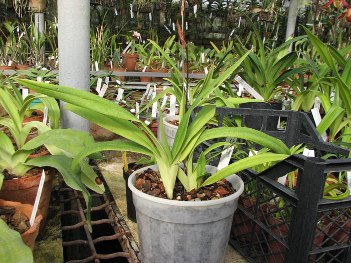 Phragmipedium Hanne Popow.jpg
