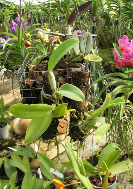 Cattleya dolosa var alba.jpg