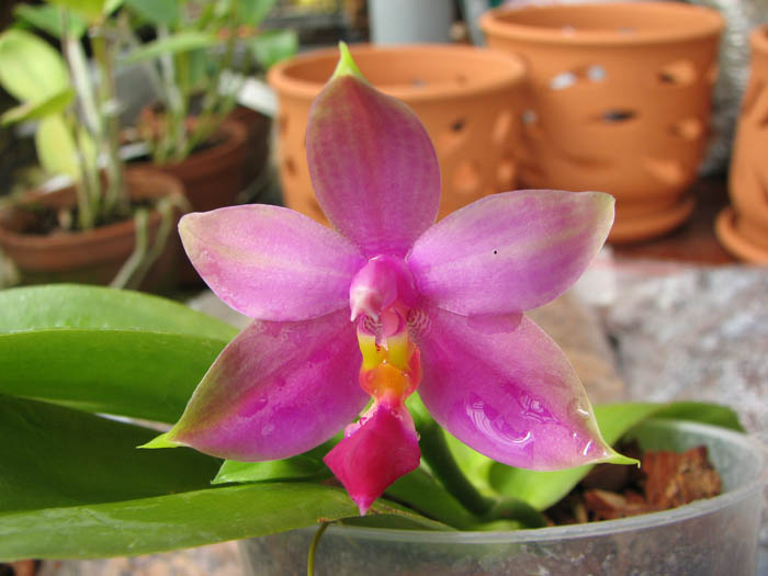 Phalaenopsis violacea 'Borneo'.jpg