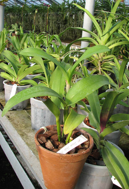 Epicattleya Siam Jade 'Avo'.jpg