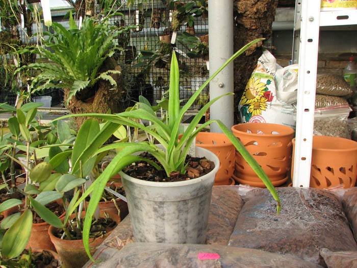 Phragmipedium Hanne Popow (besseae x schlimii).jpg