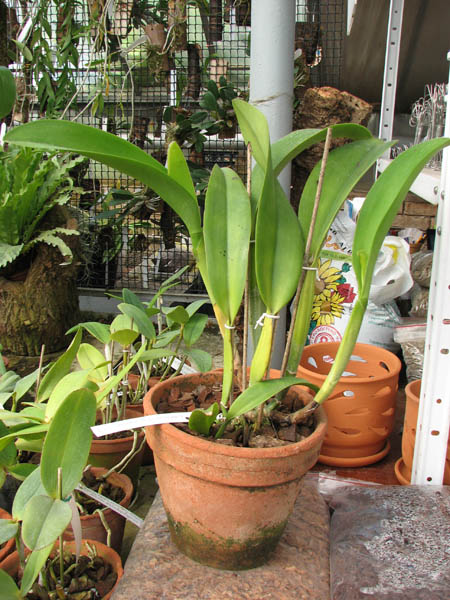 Laeliocattleya Tainan City 'General' (Royal Empreor x Waianae Sunset).jpg
