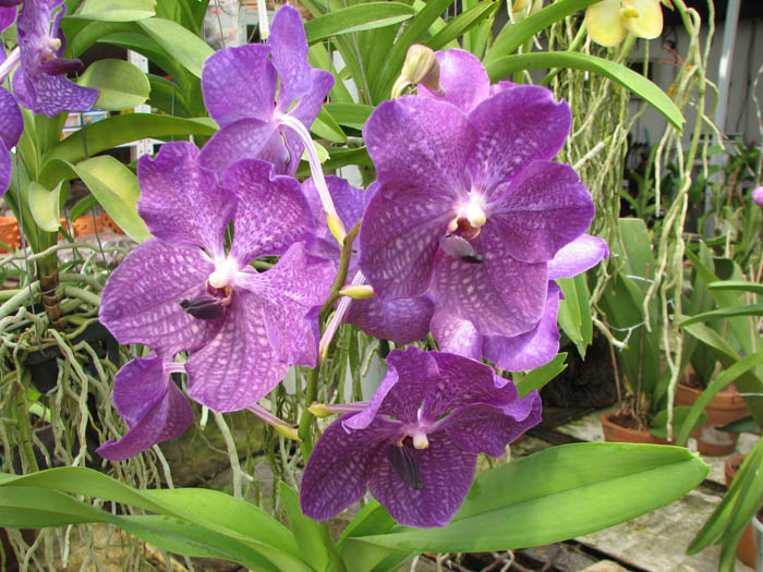 Фото орхидеи Vanda Bhimayothin x Vanda coerulea.jpg