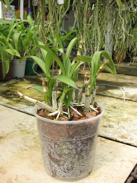 Dendrobium Nidnhoi Twist.jpg