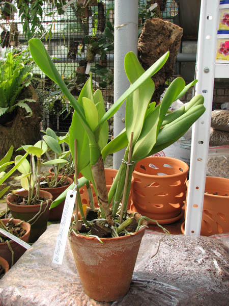 Brassolaeliocattleya Orange Show 'Cloud Forest'.jpg