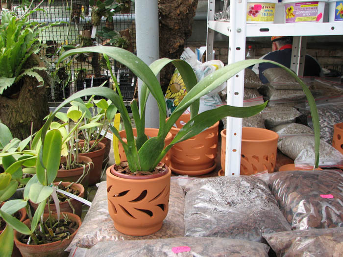 Beallara Tropic Tom 'Pale Face'.jpg