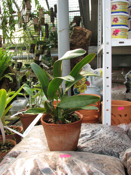 Laelia xanthina x Cattleya schilleriana.jpg