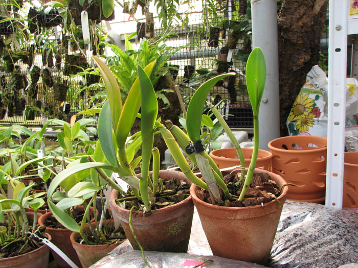 Cattleya luteos forbesii x Brassavola cucullata.jpg