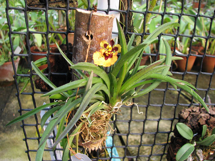 Oncidium (Tolumnia) Jairak Hybrids.jpg