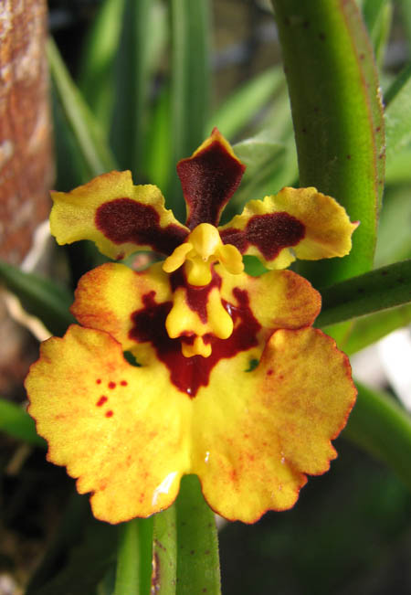 Фото орхидеи Oncidium (Tolumnia) Jairak Hybrids.jpg