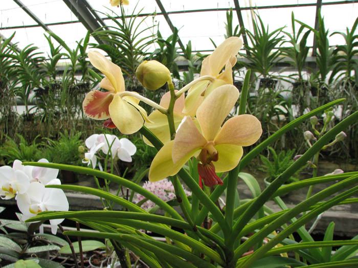 Фото орхидеи Vanda Merv L Velthuis x Vanda Charles Goodfellow.jpg