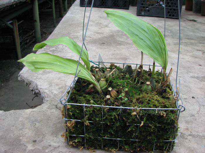 Stanhopea reichenbachiana.jpg