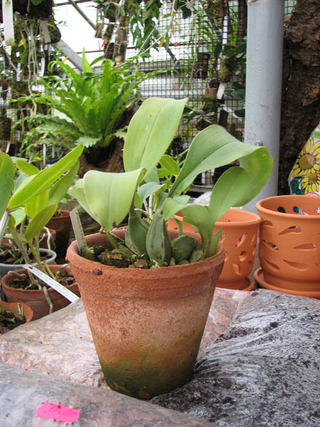 Rossioglossum splendens x grande.jpg