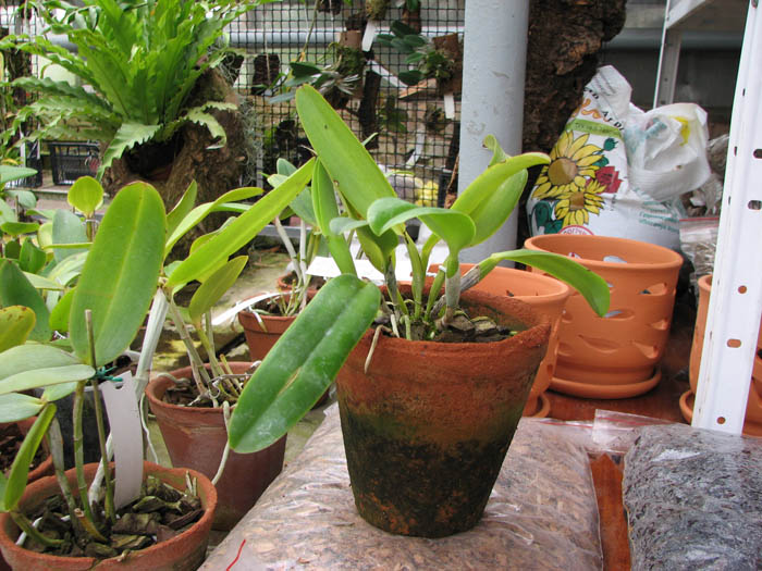 Cattleya jenmanii orlata 'Pacaraima' x SELF.jpg