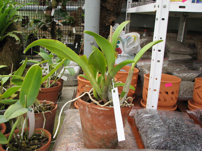 Laeliocattleya (Orglade's Glow-Love Knot) 'Hsinying'.jpg