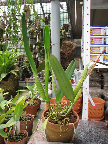 Laelia purpurata werkhauseri.jpg