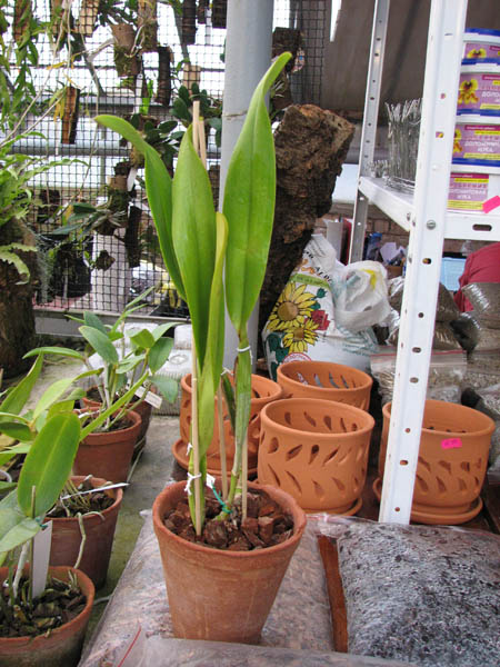 Brassolaeliocattleya Arom Gold x Brassolaeliocattleya Lucky Strike.jpg
