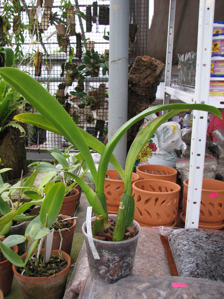 Brassia Enteral Wind 'Summer Dream'.jpg