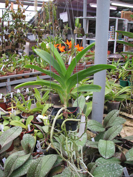 С цветоносом