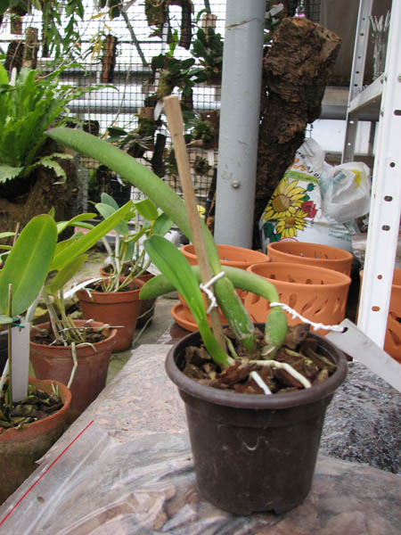 Potinara Angel Kiss 'No5'.jpg