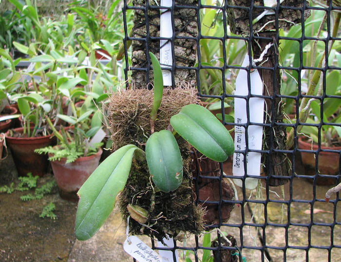 Bulbophyllum pardalotum.jpg