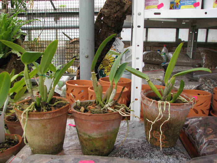 Cattleya lueddemanniana coerulea 'Lena' x Cattleya lueddemanniana coerulea 'Celeste'.jpg
