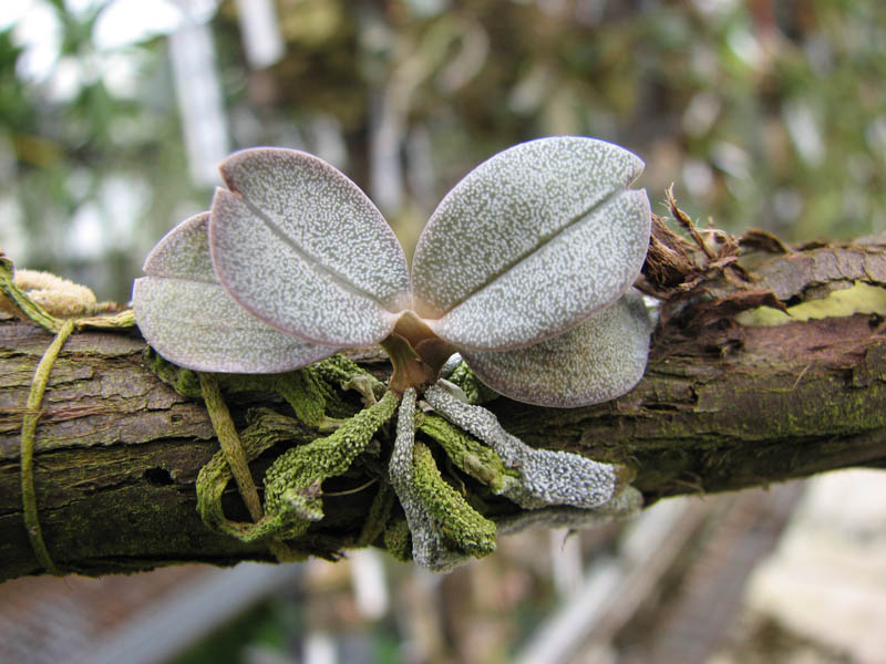 Aerangis punctata.jpg