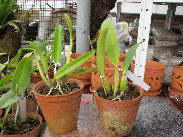Cattleya mossiae semi alba 'Aurora' x mossiae semi alba reneckiana 'Alayon'.jpg