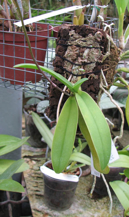 Doritis pulcherrima aquinii.jpg