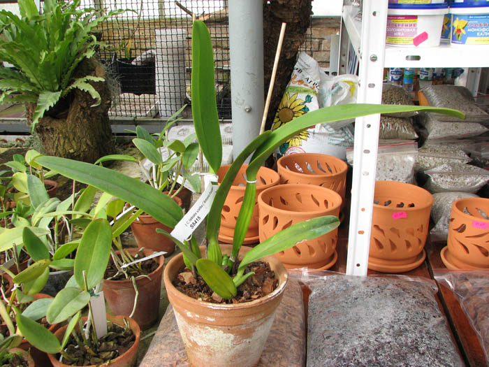 Cattleya labiata semi alba ('Antonio Paccione' x 'coksoniana').jpg