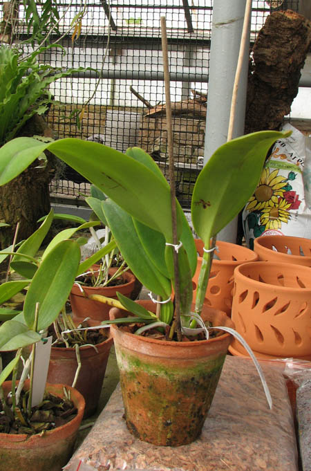 Cattleya labiata (atro x atro Mao de Deus).jpg