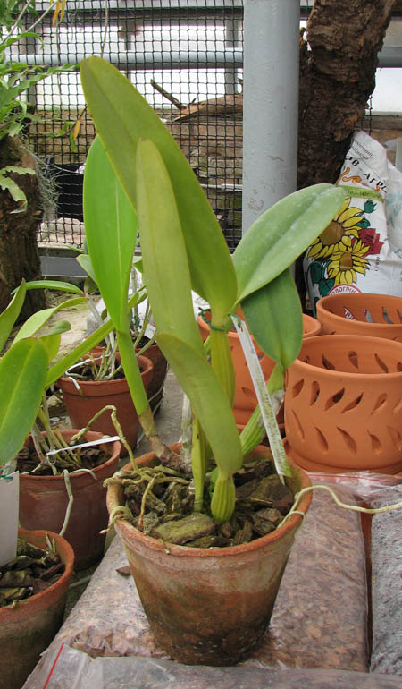 Cattleya labiata semi alba 'Marina' x Cattleya labiata alba 'Nuvem Branca'.jpg