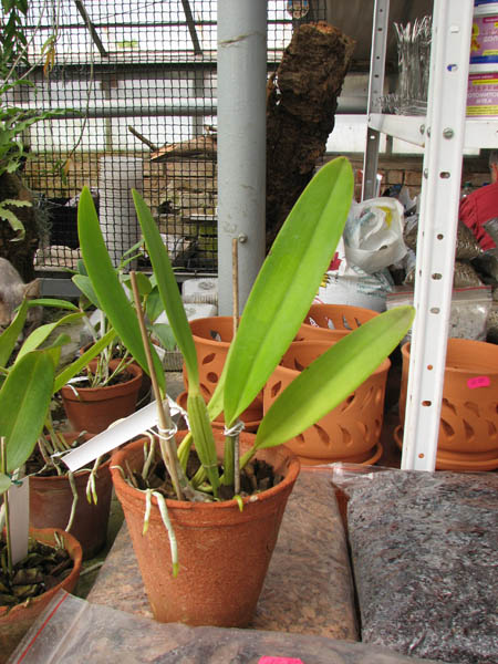 Cattleya lueddemanniana (coerulea 'Mariauxi' x tipo) x lueddemanniana coerulea 'Tania'.jpg