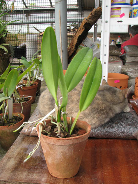 Cattleya gaskelliana coerulea (11-1) x Cattleya warneri coerulea 'Renata Dihel'.jpg
