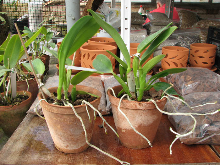 Cattleya warneri semi alba 'Geneva' x Laelia praestans alba.jpg