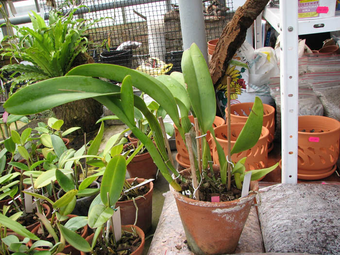 Laeliocattleya Tainan City 'General' (Royal Empreor x Waianae Sunset).jpg