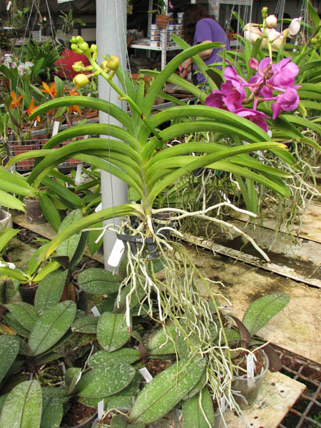 Vanda Kultana Gold x Vanda Lourdes Apostal.jpg