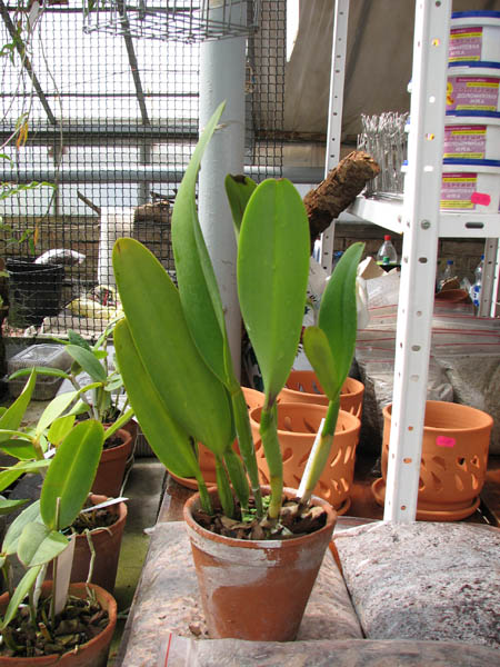 Brassolaeliocattleya Toshie Aoki 'Pizazz Subv OC'.jpg