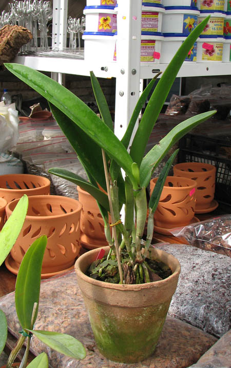 Brassocattleya Little Mermaid 'Janet'.jpg